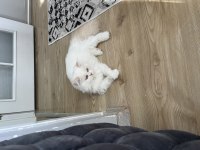 8 Aylık Kedimiz Sahiplendirilecektir