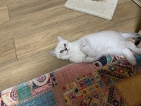 Uygun puanlı British Shorthair erkek yavru