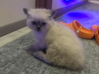 Blue point 50 günlük scottish fold