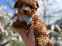 Maltipoo yavrularım