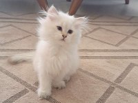 Uysal oyuncu 3 dişi ve 1 erkek british longhair yavrular