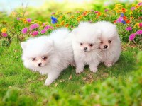 Pomeranian boo süt beyaz