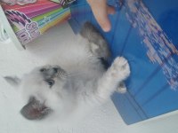 Minnak british shorthair kızım