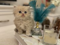 British Longhair