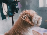 3 aylık oyuncu maltipoo