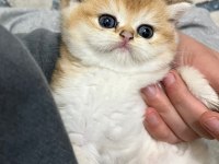 British Golden Shorthair Yavrularımız