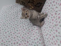 British shorthair ve scottish fold