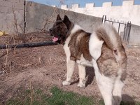 Amerikan Akita Yavru Erkek-Dişi