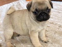 Pug Safkan