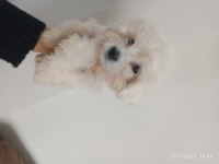 Kore kan maltese yavrularımız teslime hazır