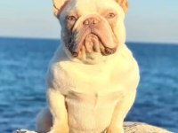 Nadir bulanan renkler egzotik tür french bulldog