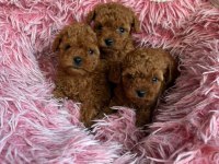 Orjinal Toy Poodle Yavrularımız