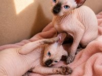 Safkan Sfenks (Sphynx/Canadian Sphynx) Yavruları