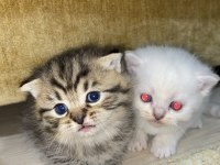 Hepsi tam bir oyun arkadaşı kediler