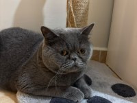 Scottish fold kısırlaştırmış erkek kedimiz yuva arıyor