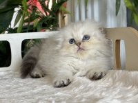 Cüce Kısa Bacaklı Büyümeyen Munchkin Safkan ve Secereli