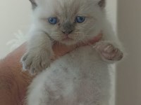 Safkan anne baba Blue point british shorthair bebekler