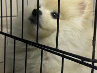 Pomeranian 6 aylık erkek aşıları herşeyi tam