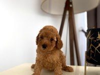 Red erkek toy poodle yavrumuz