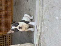 Erkek french bulldog yavrusu