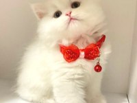 Sarkan british longhair