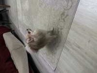 1.5 yaşında pomeranian acil