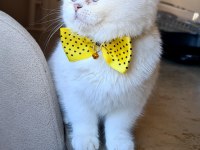 Kar beyazı british shorthair