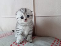 AA kalite mavi gözlü scottish fold yavrular