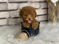 Harika anotomisi ile mükemmel Toy poodle yavrular