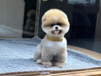 Yavru Pomeranian Boo Köpeklerimiz