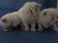 Yeni british shorthair yavrular