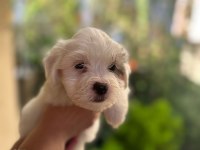 55 GÜNLÜK ORJINAL TERRIER YAVRULAR