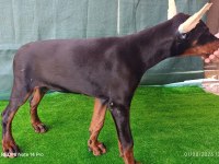 A şecereli doberman yavrular