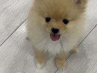 2 Aylık Erkek Pomeranian Pablo