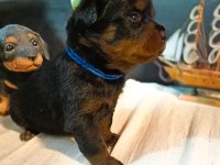 Şecereli Rottweiler bebeklerim