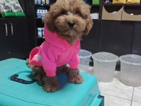 Erkek maltipoo