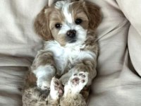 A kalite maltipoo bebekler