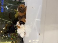 Ginepig Yavruları