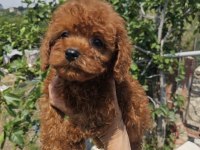 TOY POODLE KÖPEĞİMİZ