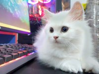 British Longhair