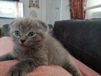 Scottish fold yavru