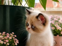 Safkan Exotic Shorthair Bebekler