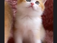 British golden ve British golden bicolor dişi yavrular