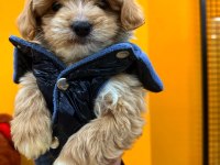 BEBEK YÜZLÜ SEVİMLİ MALTİPOO YAVRULARIMIZ