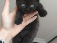 Minik bebeğin seni bekliyor scottish fold