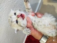 British shorthair 26 günlük yavrular