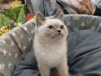 Bebek British Shorthair Bluepoint