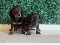 Black Tan Dachshund Yavrular