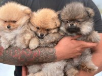2 aylık pomeranian bebekler