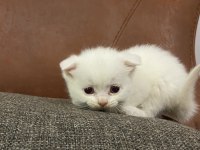 Safkan Beyaz Scottish Fold Yavru
